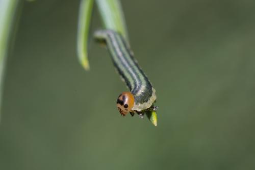 Gilpinia frutetorum